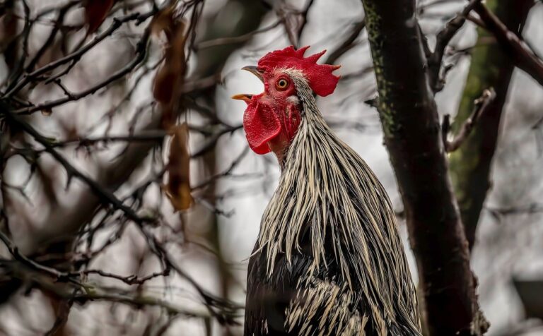 kakas kukorékol, baromfiudvar ura