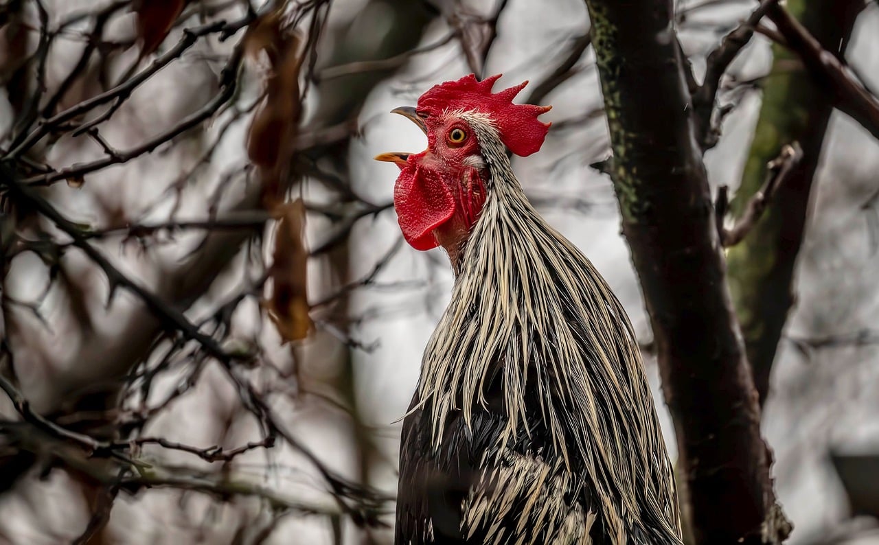 kakas kukorékol, baromfiudvar ura