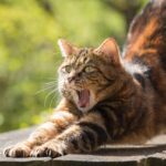 A tavaszi és nyári óraátállítás rendkívül megkavarja biológiai óránkat.